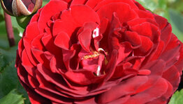 Grootbloemige rozen image