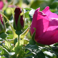 Rosa rugosa