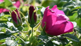 Rosa rugosa image