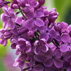 Syringa vulgaris