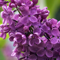 Syringa vulgaris
