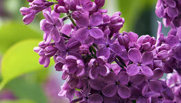 Syringa vulgaris image