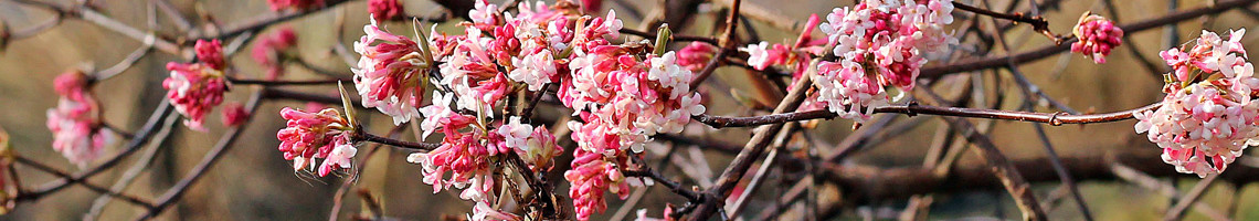 Viburnum bodnantense