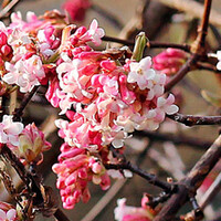 Viburnum bodnantense