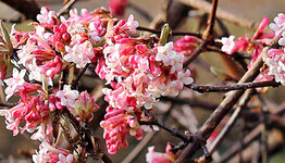 Viburnum bodnantense image