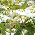 Viburnum plicatum