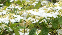 Viburnum plicatum image