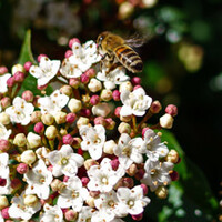 Viburnum tinus