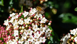 Viburnum tinus image