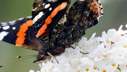 Hoge vlinderstruik  image