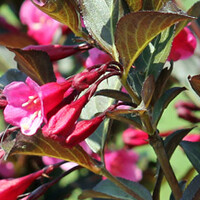 Weigela