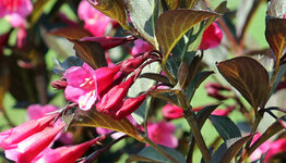 Weigela image