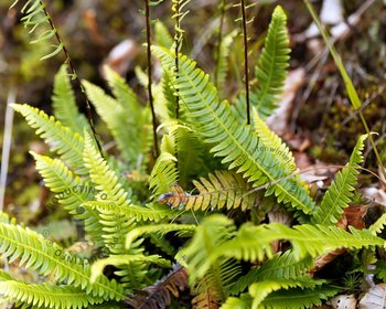 Blechnum spicant