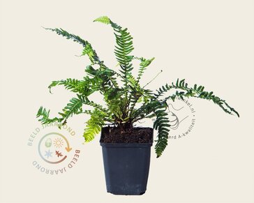 Blechnum spicant