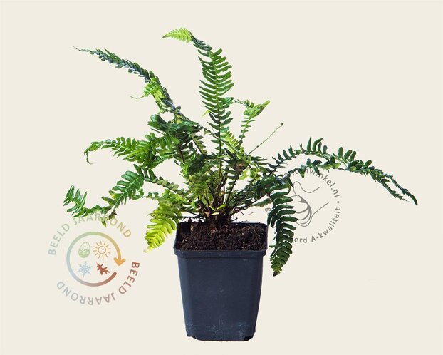 Blechnum spicant