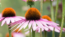 Top 20 - Vaste planten  image