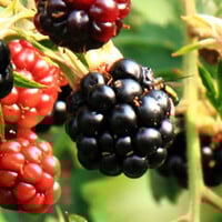 Top 20 - Fruit 