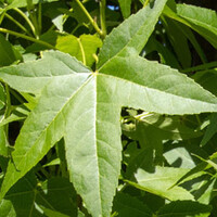Top 20 - Bomen 