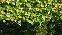 Top 20 - Leibomen image