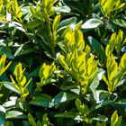 Buxus