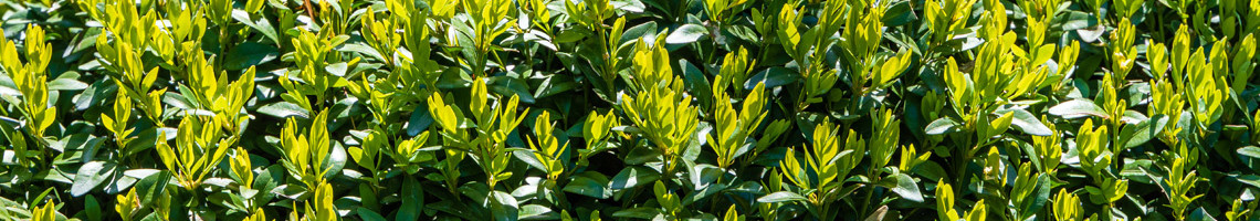 Buxus sempervirens