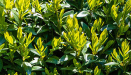 Buxus sempervirens image
