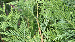 Coniferen image