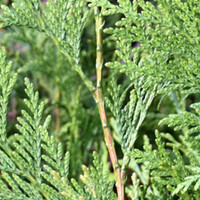 Thuja 