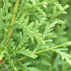 Thuja Brabant