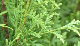 Thuja Brabant image