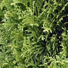 Thuja Smaragd