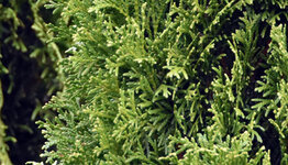 Thuja Smaragd image