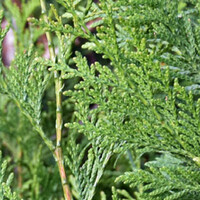 Thuja plicata Excelsa