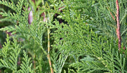 Thuja plicata Excelsa image