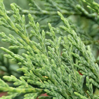 Leylandii 