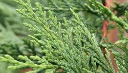 Leylandii  image