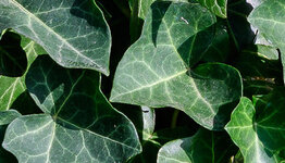 Hederahaag image