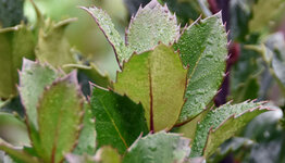 Ilex image