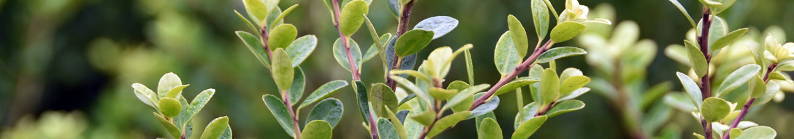 Ilex crenata