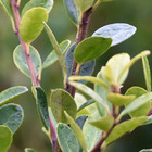 Ilex crenata