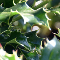 Ilex aquifolium
