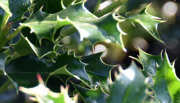 Ilex aquifolium image