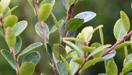 Ilex Green Hedge  image