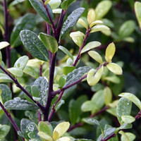 Ilex Dark Green