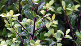 Ilex Dark Green image