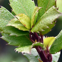 Ilex Blue Prince 