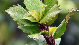 Ilex Blue Prince  image