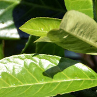 Prunus laurocerasus 'Rotundifolia'