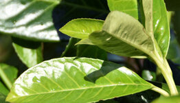 Prunus laurocerasus 'Rotundifolia' image