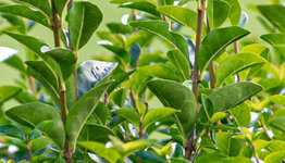 Ligusterhaag image